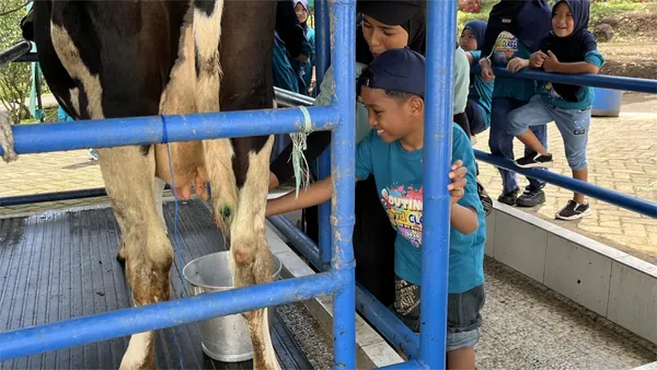 Edukasi peternakan: Siswa belajar cara memerah susu sapi secara langsung dan higienis